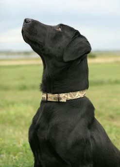 Avery Sporting Dog Standard Collar 8 Avery Sporting Dog Standard Collar -Outdoor Camping Sales 00869 Standard Collar Camo Enviro