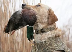 Avery Sporting Dog Standard Collar 9 Avery Sporting Dog Standard Collar -Outdoor Camping Sales 00869 Standard Collar Camo Enviro 1