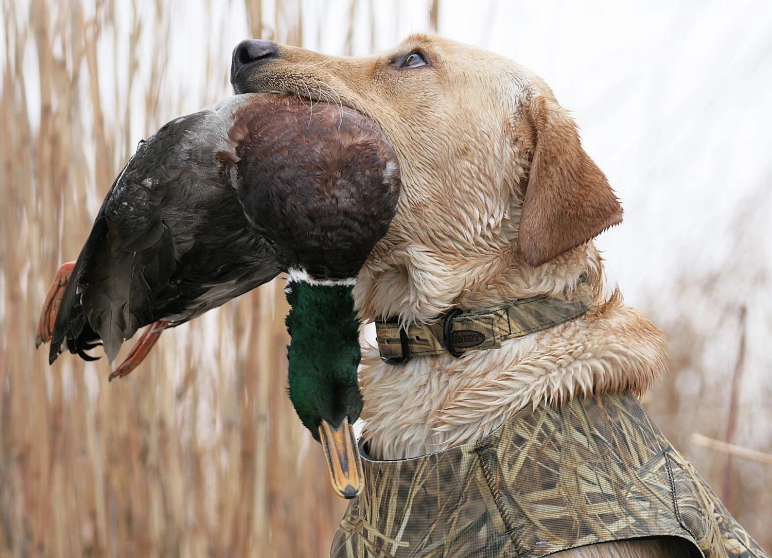 Avery Sporting Dog Standard Collar 5 Avery Sporting Dog Standard Collar - Image 5