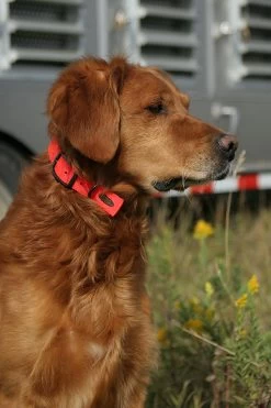 Avery Sporting Dog Standard Collar 7 Avery Sporting Dog Standard Collar -Outdoor Camping Sales 00875 Standard Collar Blaze Enviro