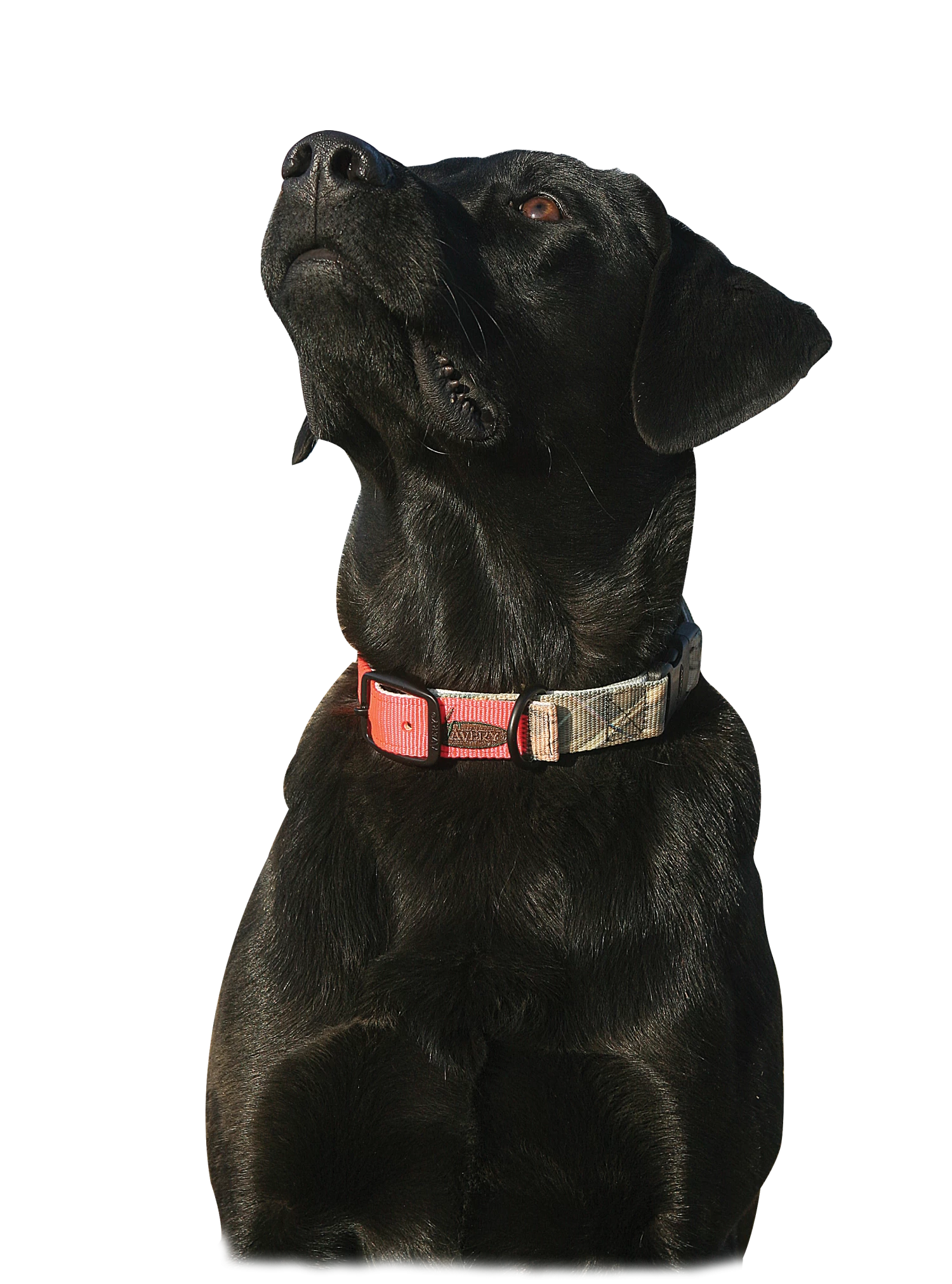 Avery Sporting Dog Reversible Collar 2 Avery Sporting Dog Reversible Collar - Image 2