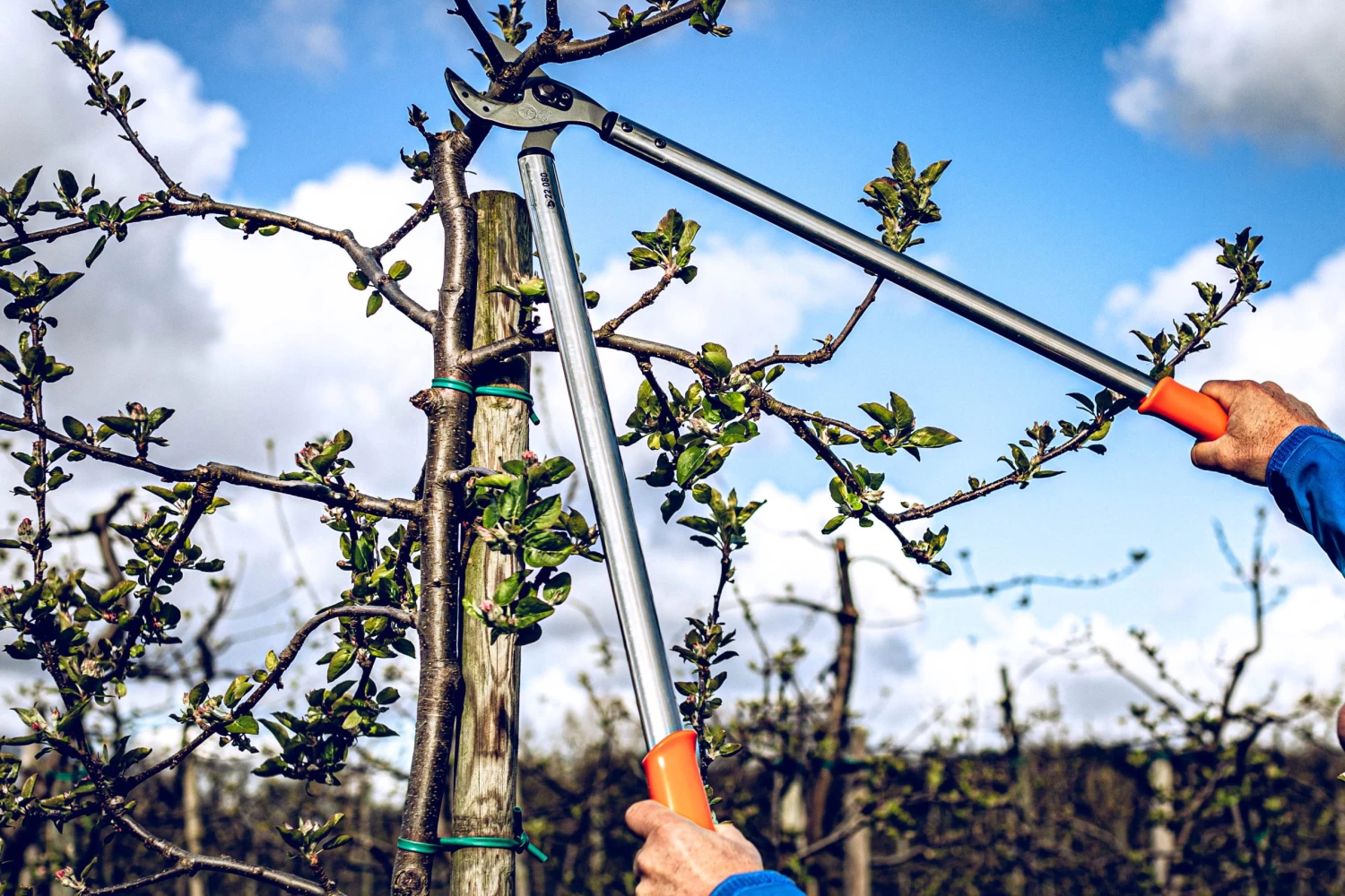 LOWE 22 Anvil Loppers With Curved Blade 3 LOWE 22 Anvil Loppers With Curved Blade - Image 3