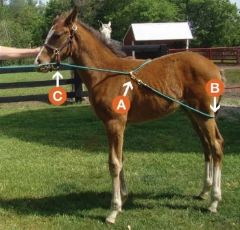 EZ Animal Products Buck-A-Long Training Rope 2 EZ Animal Products Buck-A-Long Training Rope - Image 2