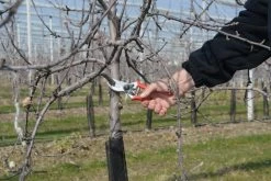 Felco 2 Pruning Shear -Outdoor Camping Sales 477801692