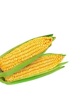 Augason Farms Freeze Dried Sweet Corn #10 Can 12 Augason Farms Freeze Dried Sweet Corn #10 Can -Outdoor Camping Sales 5 11155 7 600x800 1