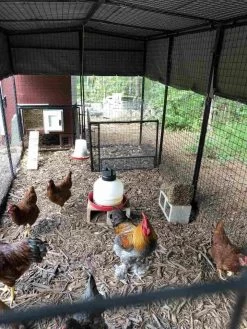 OverEZ Walk In 15' Chicken Run -Outdoor Camping Sales Chickens In Walk In 15ft OverEZ.jpg Good2goco