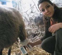 EZ Animal Products Udderly EZ Hand Sheep Milkers -Outdoor Camping Sales DrEbruEmsen