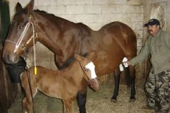 EZ Animal Products Udderly EZ Hand Mare Milkers 7 EZ Animal Products Udderly EZ Hand Mare Milkers -Outdoor Camping Sales DrNormanUmphenour1