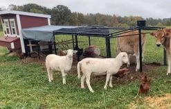 OverEZ Regular 16' Chicken Run -Outdoor Camping Sales Farm Animals and Regular 16ft Ov.jpg Good2goco