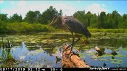 Spypoint Link-Micro-LTE Cellular Trail Camera (Twin Pack) -Outdoor Camping Sales LanceLarocko2 96407584 f3bf 400f 88e4 66fc641713ef