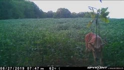 Spypoint Link-Micro-LTE Cellular Trail Camera (Twin Pack) -Outdoor Camping Sales LouisMaliongas2 40e86f00 34e4 443c a76c 5e0934205b1e