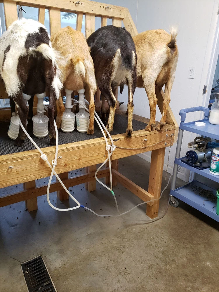 EZ Animal Products Ultimate EZ Milker Buckets 4 EZ Animal Products Ultimate EZ Milker Buckets - Image 4