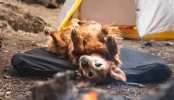 Klymit Moon Dog Bed 17 Klymit Moon Dog Bed -Outdoor Camping Sales pf ca4b032f eb97 44f5 bf7c 2b031383a3f4 KlymitMoonDogBedCampingv1